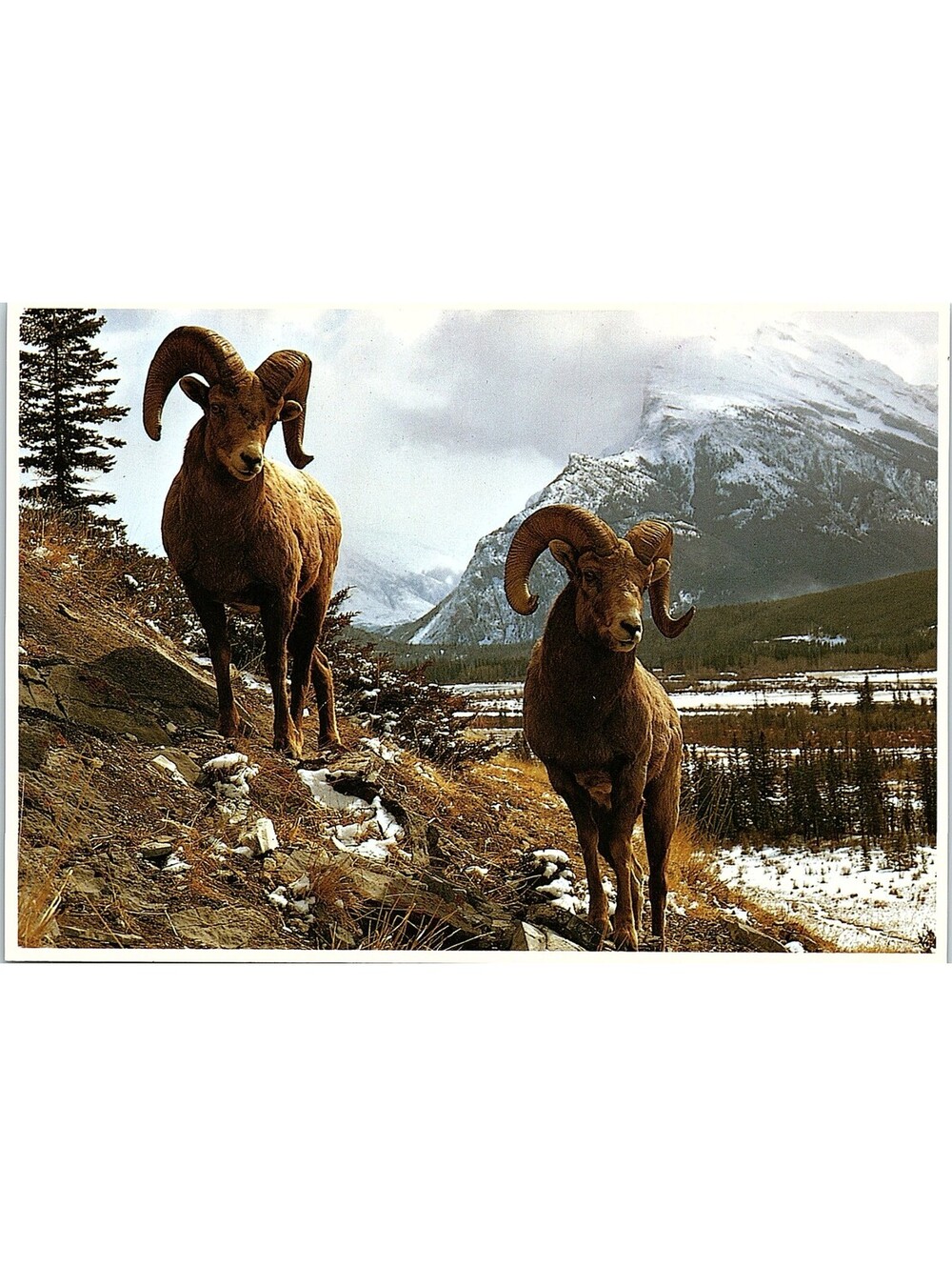 Vintage Postcard Bighorn Sheep North American Wildlife Impact 1989